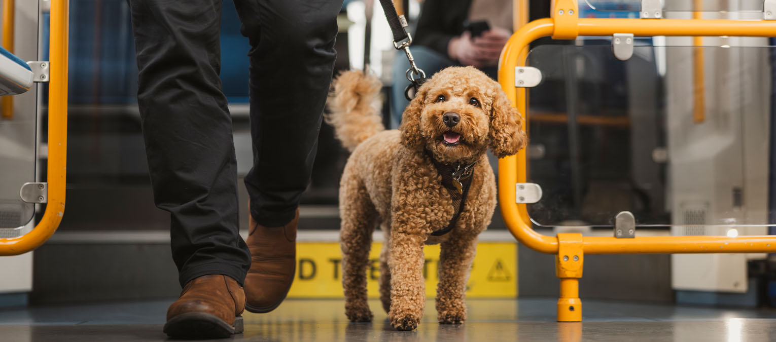 Dog on a tram